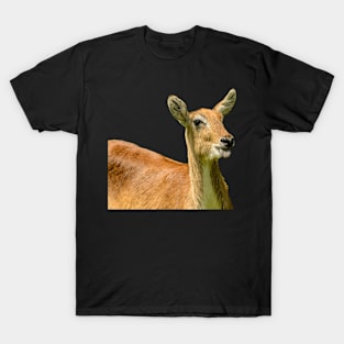 Silly Moose T-Shirt